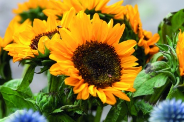 Logotrade Firmengeschenke das Foto: Samen Sonnenblumen