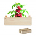 Saat-Set Tomate, Holz