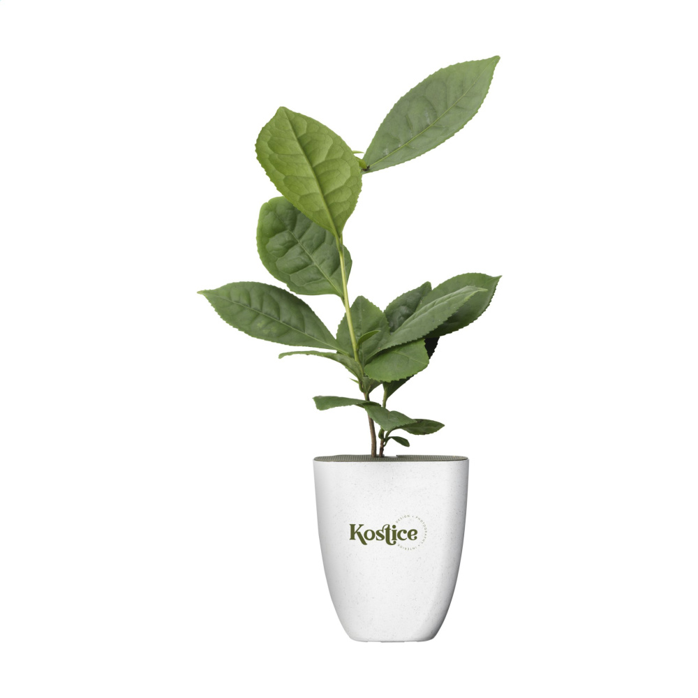 Logotrade promotional gift image of: Treemore Letterbox Trees Tea plant