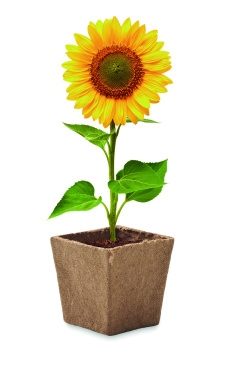 Logo trade promotional giveaways image of: Sunflower growing kit