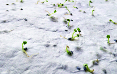 Logotrade korporatīvās dāvanas foto: Savvaļas puķu sēklu vizītkarte.