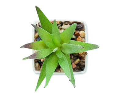 Логотрейд pекламные подарки картинка: Mini artificial plant